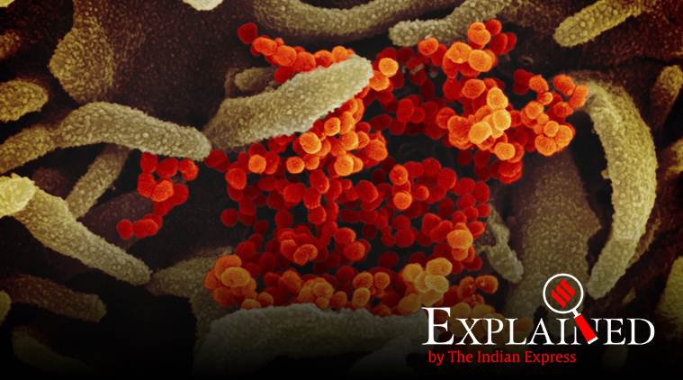 Explained: New study suggests SARS-CoV-2 may be detected using a 'naked eye' test