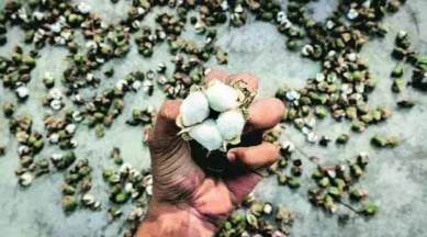 cotton farmers, Maharashtra lockdown, cotton procurement, Maharashtra news, indian express news