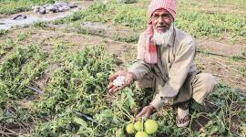 North India weather, Delhi heavy rainfall, Delhi hailstorms, northern India hailstorms, farmers crop damaged, punjab rains farmers, punjab farms rains, wheat crops damaged, indian express
