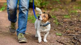 Jack Russell Terrier walking through forest by path mumbai pet walks guidelines, mumbai lockdown, coronavirus cases maharashtra, mumbai coronavirus news, lockdown mumbai, bombay high court, latest news