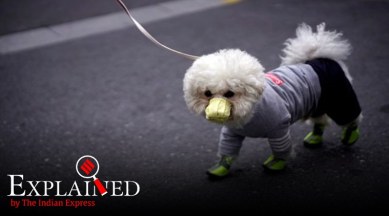Explained: Can dogs get contract coronavirus?