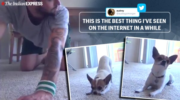 dog doing yoga, home quarantine with pets, dog doing yoga stay at home, work from home with pets, viral news, good news, indian express