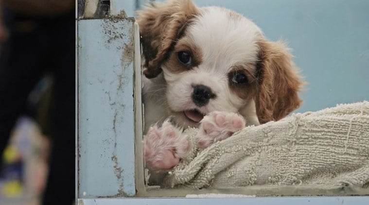 No evidence of COVID-19 transmission from pets to humans: Punjab prof