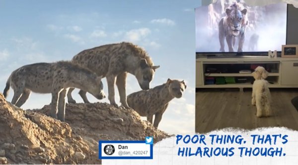 dogs watch lion king, dog scared of lion king hyena, dog react to lion king, dog funny videos, dog watch disney film, viral video, indian express