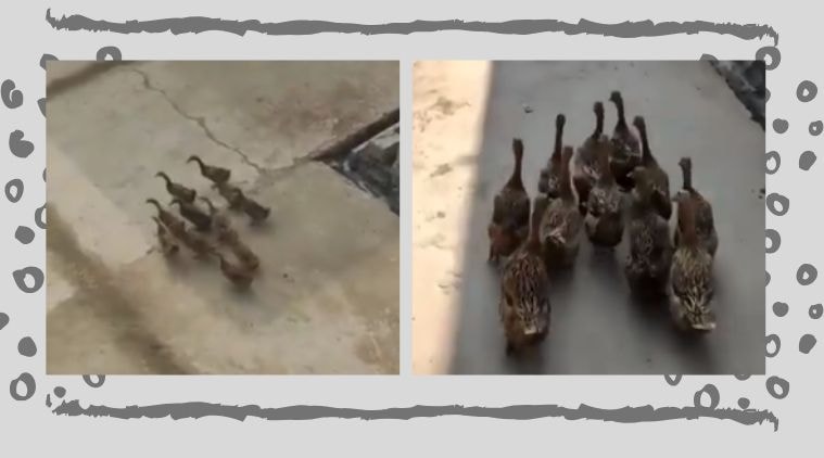 Ducks, Ducks swimming, flock of Ducks going together for swimming, Ducks friendship, Duck videos, Trending news, Indian Express news