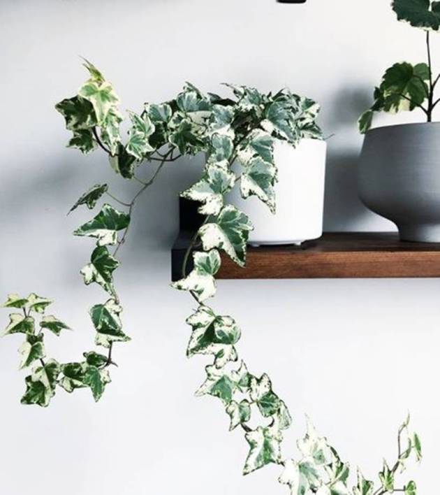 indoor plants benefits