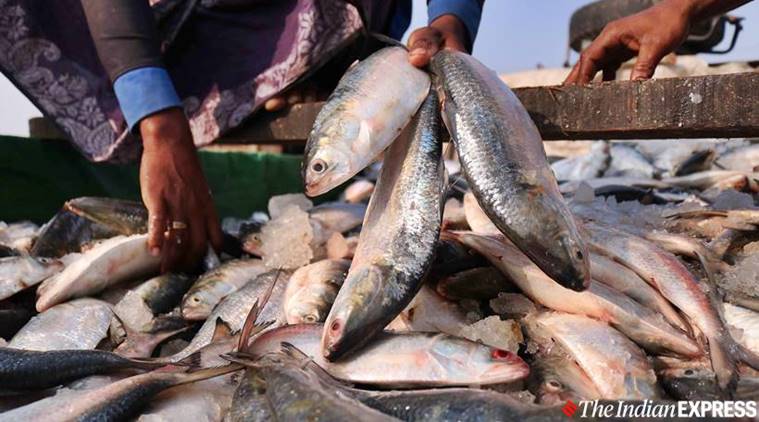 From banks of Karnaphuli river in Bangladesh, how Hilsa fish makes its way  into Kolkata