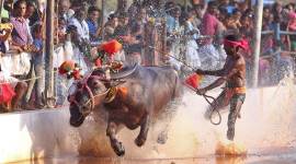 Kambala, buffalo racing, Srinivasa Gowda, Kerala, Kasargod, Mangaluru, Aikala Bava kambala, Sports Authority of India, PETA, Devraj Urs, nagarbetta, Ajay Kumarh Bahl, Tulu Nadu, Sport, Spectacle