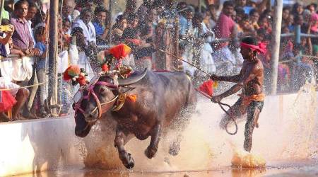 Kambala jockey Srinivas Gowda races his buffaloes during the Anna-Thamma Kambala organised at Paivalike in Kasargod district in Kerala.
Express photo by Nirmal Harindran, 24th February 2020, Mumbai.