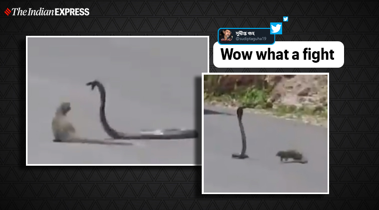 snake, snake mongoose fight viral video, animal fight 