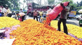 flowers Lockdown hits flower industry in Uttarakhand, growers dump flowers as waste