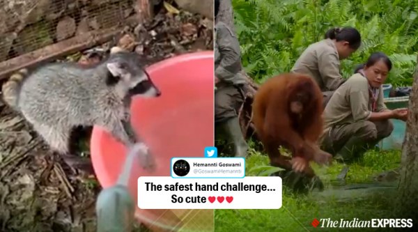 coronavirus, covid 19, coronavirus safe hands challenge, animals washing hands, orangutan washing hands, washing hands coronavirus, viral videos, indian express