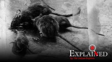 Explained: What is hantavirus?