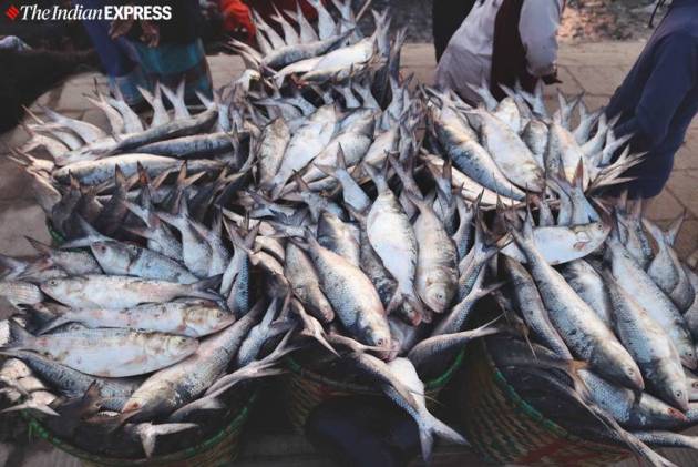 from-banks-of-karnaphuli-river-in-bangladesh-how-hilsa-fish-makes-its