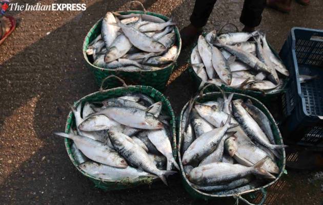 hilsa fish, kamphuli river, bangladesh hilsa, hilsa production, fishermen, bangaldesh fishermen, indian express