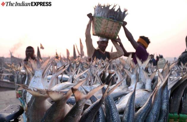 hilsa fish, kamphuli river, bangladesh hilsa, hilsa production, fishermen, bangaldesh fishermen, indian express