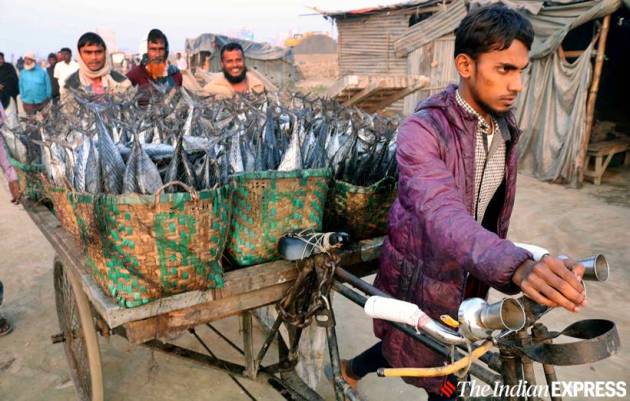 hilsa fish, kamphuli river, bangladesh hilsa, hilsa production, fishermen, bangaldesh fishermen, indian express