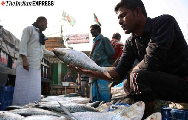 hilsa fish, kamphuli river, bangladesh hilsa, hilsa production, fishermen, bangaldesh fishermen, indian express