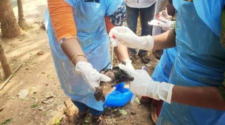 Kerala: Animal husbandry officials collect samples after mass death of bats