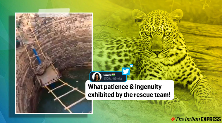 leopard rescue, madhya pradesh leopard rescue from well, leopard fell in well rescued, rescuers use khatiya for animal rescue, viral videos, indian express