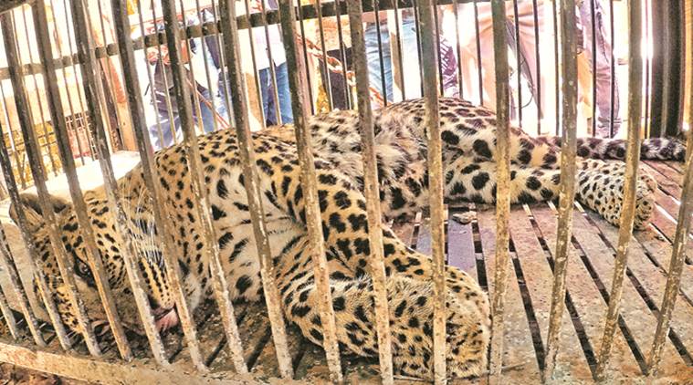 Chandigarh: Leopard strays into Sector 5, rescued | Cities News,The Indian  Express