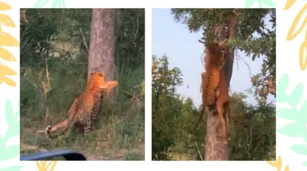 leopard climbing tree viral video, leopard in india, leopard facts, wild animals, twitter viral trends, trending. indian express, indian express news