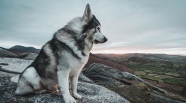 odin summer direwolf game of thrones