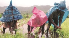 paddy759 Maharashtra agriculture sector, agriculture sector Maharashtra, agriculture sector, India news, Indian express