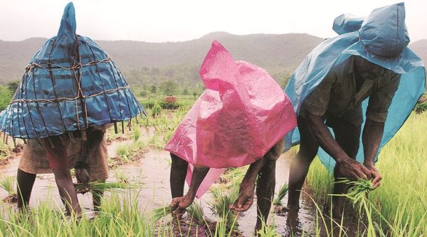 Maharashtra agriculture sector, agriculture sector Maharashtra, agriculture sector, India news, Indian express