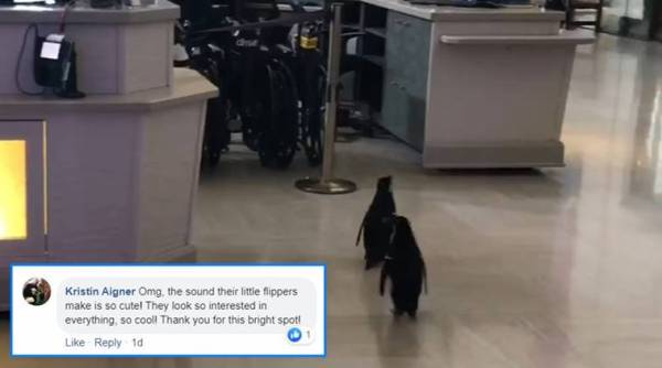 coronavirus, Video of Wellington the penguin exploring empty aquarium, coronavirus trending, coronavirus cases, trending, indian express, indian express news