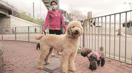 coronavirus, coronavirus in India, coronavirus in dogs, coronavirus infection, COVID-19, Express Explained, Indian Express