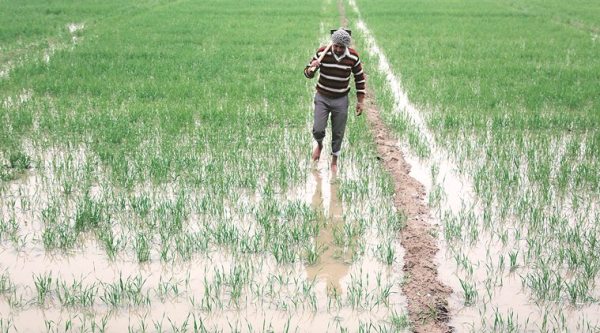 Punjab farmers, Punjab farmer suicides, Punjab farmer debts, farmer debts Punjab, India news, Indian Express