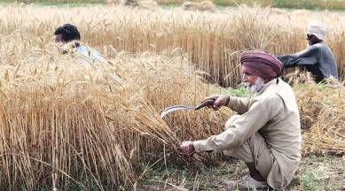 Haryana, haryana rains, haryana crop damage, haryana crop damage compensation, haryana news, india news, indian express