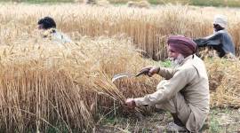 Haryana, haryana rains, haryana crop damage, haryana crop damage compensation, haryana news, india news, indian express