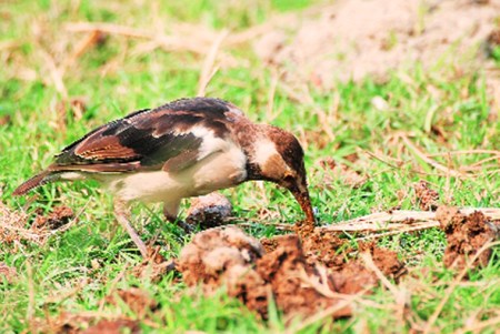 Bottom feeders, wildebeest, vultures, whales, buffaloes, Salim Ali, Herbivores, Elephants, Down in the Jungle, Ranjit Lal, wildlife, Recycling, cleanliness, scavengers, livestock, Animal waste