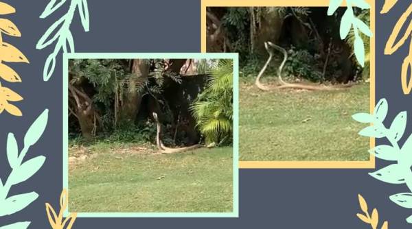 snake. snake dance, snake viral video, snake in golf course, snake dance, trending, indian express, indian express news