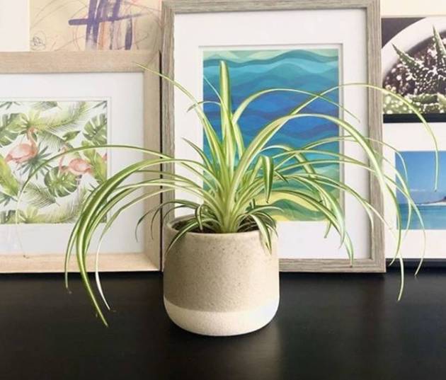 indoor plants benefits