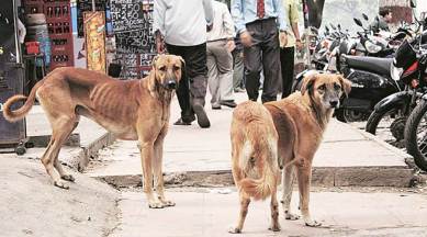 Free parking, zero garbage collection fee: In Shimla, adopting a stray dog  has its rewards | Governance News,The Indian Express
