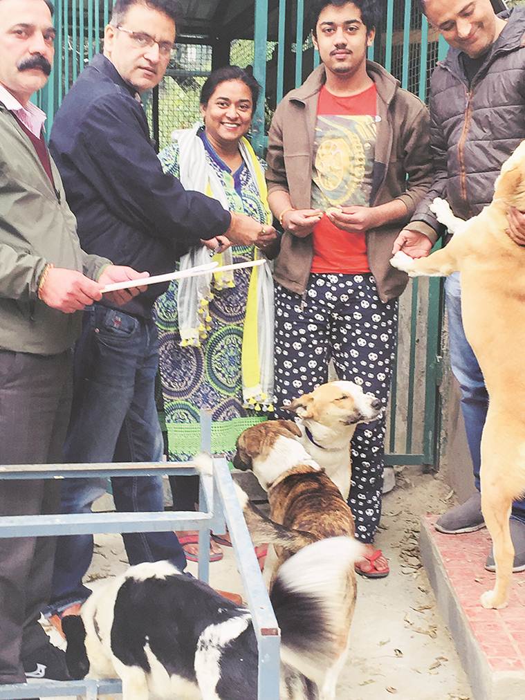 Shimla, Shimla stray dog, Shimla stray dog adoptio programme, shimla Free parking, shima zero garbage collection fee, stray dogs in shimla