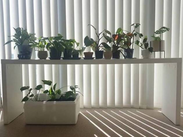 indoor plants benefits