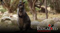 swamp wallaby swamp wallaby, swamp wallaby pregnant, swamp wallaby kangaroo, swamp wallaby australia, swamp wallaby news