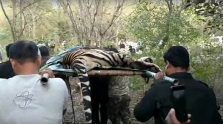 The tiger was tranquilised and taken to Sanjay Tiger Reserve.