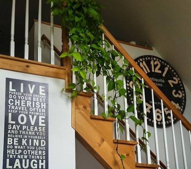 indoor plants benefits
