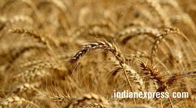 coronavirus, coronavirus latest updates, coronavirus Madhya Pradesh news, wheat procurement, coronavirus lockdown, indian express