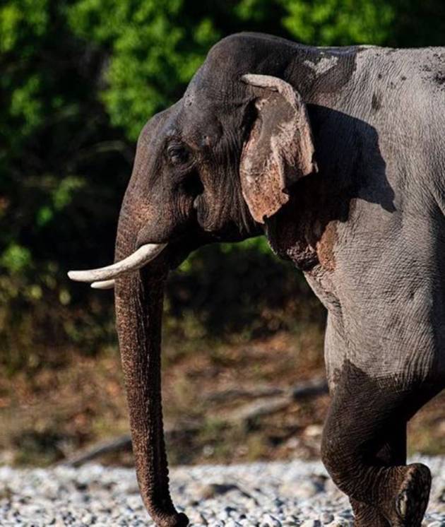 world wildlife day, wildlife santuary, national park