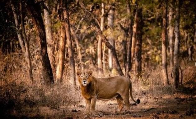 world wildlife day, wildlife santuary, national park