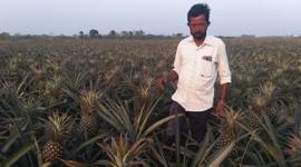 For India’s distressed farmers, a little bit of help on Twitter