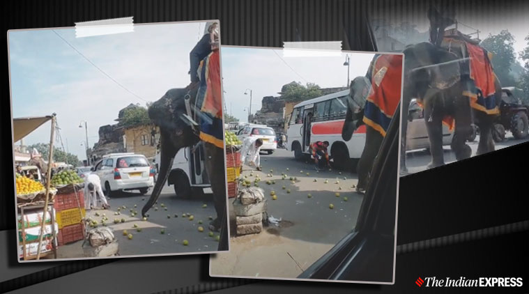 Elephant, Elephant steals fruit, Elephant videos, Trending news, Indian Express news