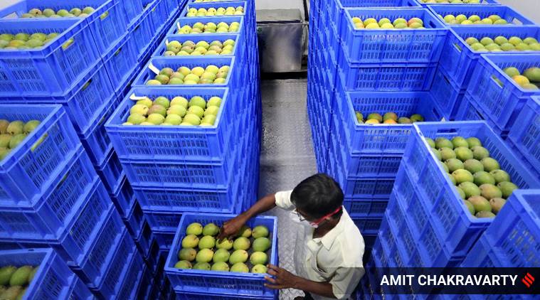 Alphonso mangos, Maharashtra mangoes, Mangoes, Ratnagiri, COVID-19, Maharashtra supply chain, supply chain, Indian Express
