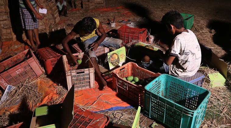 Alphonso mangos, Maharashtra mangoes, Mangoes, Ratnagiri, COVID-19, Maharashtra supply chain, supply chain, Indian Express